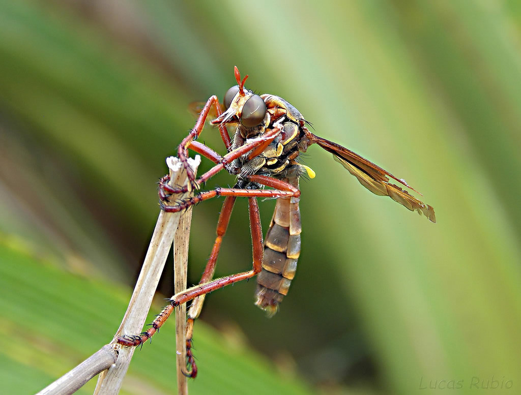 Asilidae: Blepharepium cajennensis (male) (1)