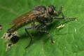 Click to view 5250-dip-asilidae-malchimus-rusticus-cf-tassenbach-020805_t1.jpg