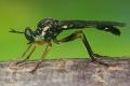 Click to view 6139-dip-asilidae-dioctria-hyalipennis-male-bohnrath-300604_t1.jpg
