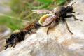 Click to view 8333-dip-asilidae-laphria-flava-couple-arntal-250803_t1.jpg