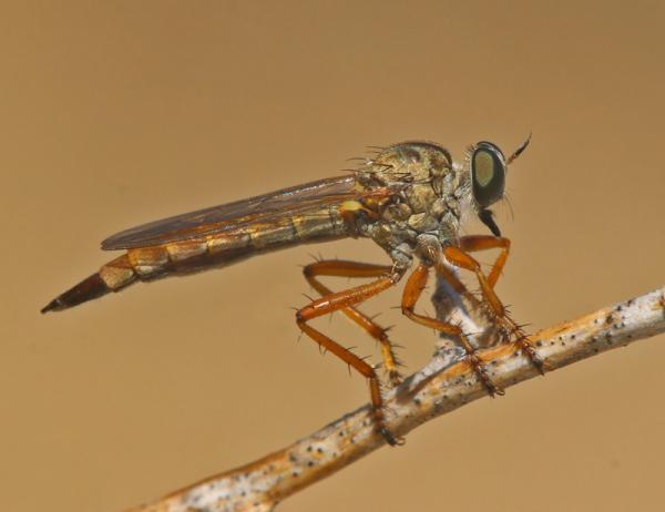 aneomochtherus_ochriventris_fem_di.jpg