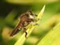 Click to view asilidae_01-baja_t1.jpg