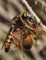 asilidae_apis_mellifera_01_t1.jpg