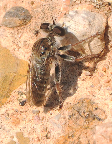 asilidae_glyphotriclis.jpg