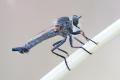 Click to view asilidae_kurzenkoiellus_dasypygus_t1.jpg