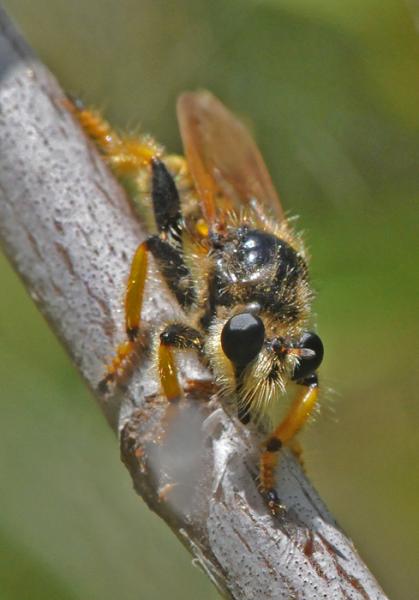 asilidae_peluda_mecina.jpg