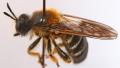 Click to view choerades_fuliginosa2_t1.jpg