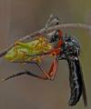 Click to view dasypogon_diadema_t1.jpg