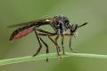 Click to view dioctria_5_t1.jpg