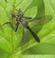 Click to view dioctria_atricapilla_20090509_worfolk2_t1.jpg