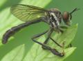 Click to view dioctria_atricapilla_20090509_worfolk3_t1.jpg