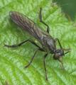 Click to view dioctria_atricapilla_20090509_worfolk_t1.jpg