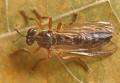 Click to view dioctria_cothurnata_t1.jpg