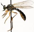 Click to view dioctria_hyalipennis_jf09-0506_t1.jpg