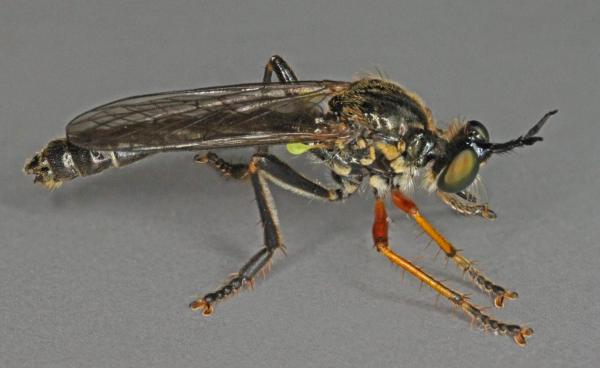 dioctria_rufipes.jpg