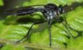 Click to view dip11a-asilidae-chicaque-jan2011_t1.jpg