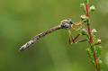 Click to view dsc00715_t1.jpg