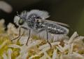 Click to view eriopogon_laniger_dilar_02_t1.jpg