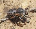 Click to view glyphotriclis_ornatus_fem_di_t1.jpg