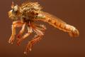 Click to view habropogon_appendiculatus_t1.jpg