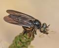 Click to view holopogon_chalcogaster_female_di_t1.jpg