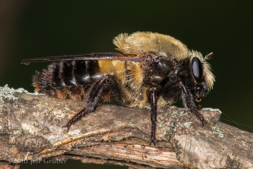 Asilidae: Dasylechia atrox (1)