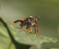Click to view img_1239_nst_kc_t1.jpg