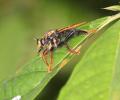 Click to view img_1298_nst_kc_t1.jpg