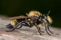 Click to view img_1496-3_t1.jpg