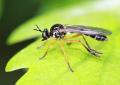 Click to view img_6098dioctria290511oncyb_t1.jpg