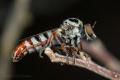 Click to view img_8268-3_t1.jpg