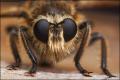 Click to view laphria01_t1.jpg