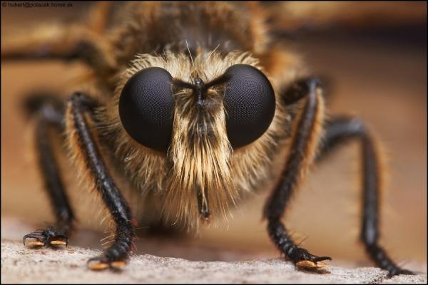 laphria01.jpg