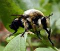 Click to view laphria_affinis_01_t1.jpg