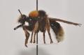 Click to view laphria_bomboides_klein_8452_1_t1.jpg
