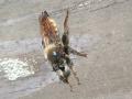 Click to view laphria_flava_01_t1.jpg