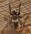 Click to view laphria_flava_t1.jpg