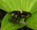 Click to view laphria_janus_01_t1.jpg