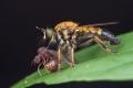 Click to view laphria_sobria_t1.jpg
