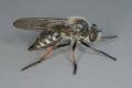 Click to view leptarthrus_brevirostris_t1.jpg
