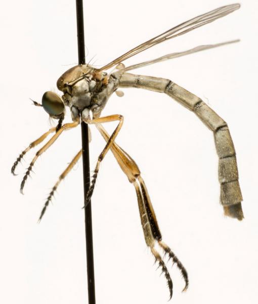 leptogaster_cylindrica_jf09-0879.jpg