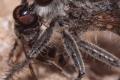 Click to view machimus_nevadensis_female2_t1.jpg