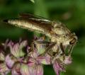 Click to view machimus_sp_1_t1.jpg