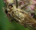Click to view machimus_sp_2_t1.jpg