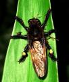 Click to view mallophora_t1.jpg