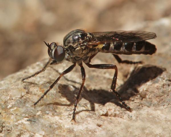 paraphamartania_guadarramensis_female_di.jpg