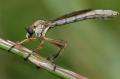 Click to view robberflyleptogaster_t1.jpg
