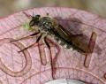 Click to view slender-footedrobberfly_t1.jpg