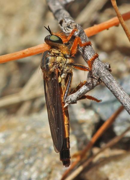 stenopogon_falukei_fem_tabernasdesert_di.jpg