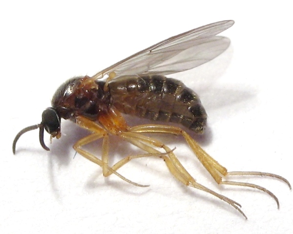 mycetobia_pallipes_female_a0800_pv0117.jpg